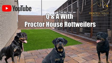 Proctor house rottweilers. Things To Know About Proctor house rottweilers. 